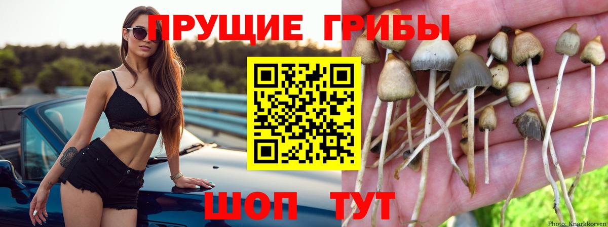 Псилоцибиновые грибы GOLDEN TEACHER  Псилоцибиновые грибы GOLDEN TEACHER  Вход с VPN  Костомукша 